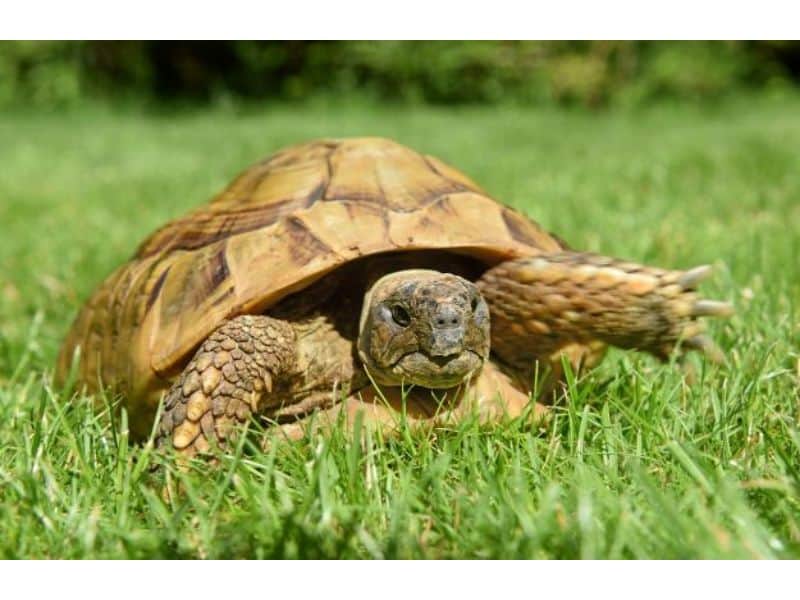 o broască țestoasă a fugit de acasă. ce distantă a parcurs într-un an de zile