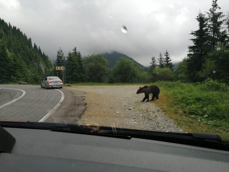 video: turiști speriați de un urs pe transfăgărășan