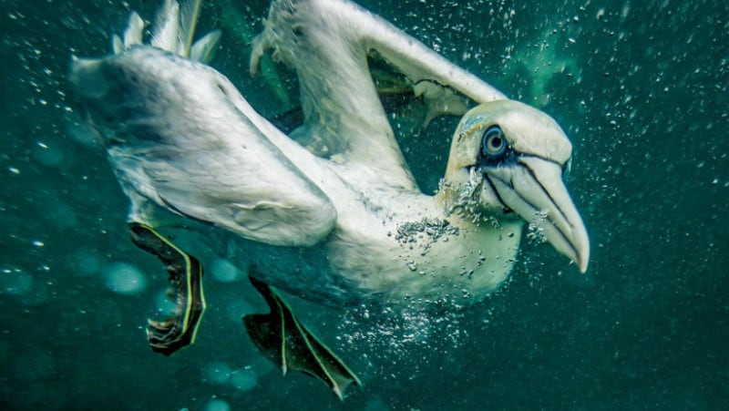 sute de corbi albi au fost surprinși în timp ce se scufundau după pește. imagini cu momentul spectaculos