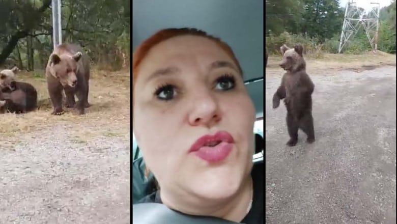 video diana șoșoacă s-a întâlnit cu trei urși pe transfăgărășan