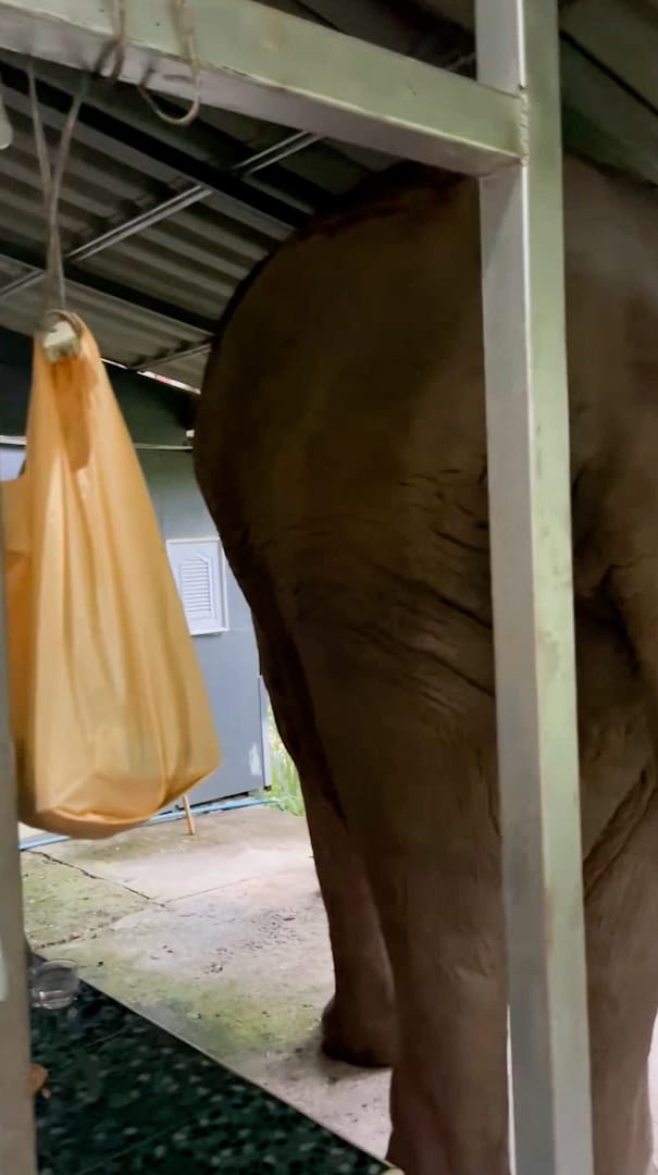un elefant înfometat a intrat într-o clădire de birouri să caute de mâncare. cui a mancat mancarea