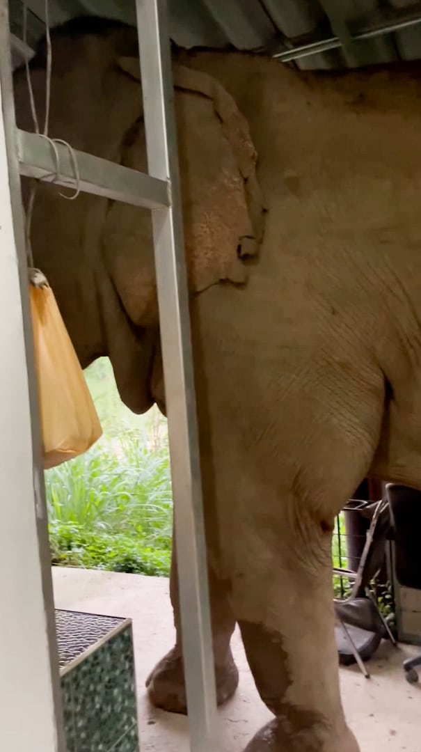 un elefant înfometat a intrat într-o clădire de birouri să caute de mâncare. cui a mancat mancarea
