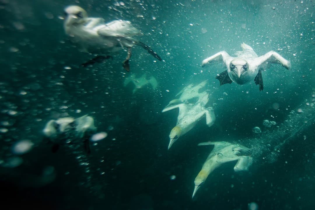 sute de corbi albi au fost surprinși în timp ce se scufundau după pește. imagini cu momentul spectaculos