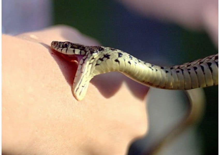 video - un tânăr sculptează un șarpe uriaș din gheață într-un parc