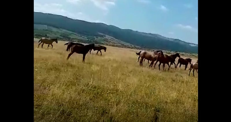 video foto dezastru la dobârca - culturile oamenilor distruse de caii nimănui