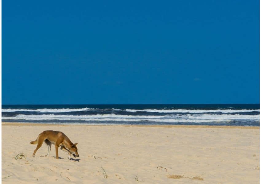 câinii dingo au fost surpinși pe o plajă turistică. imagini incredibile cu rasa sălbatică