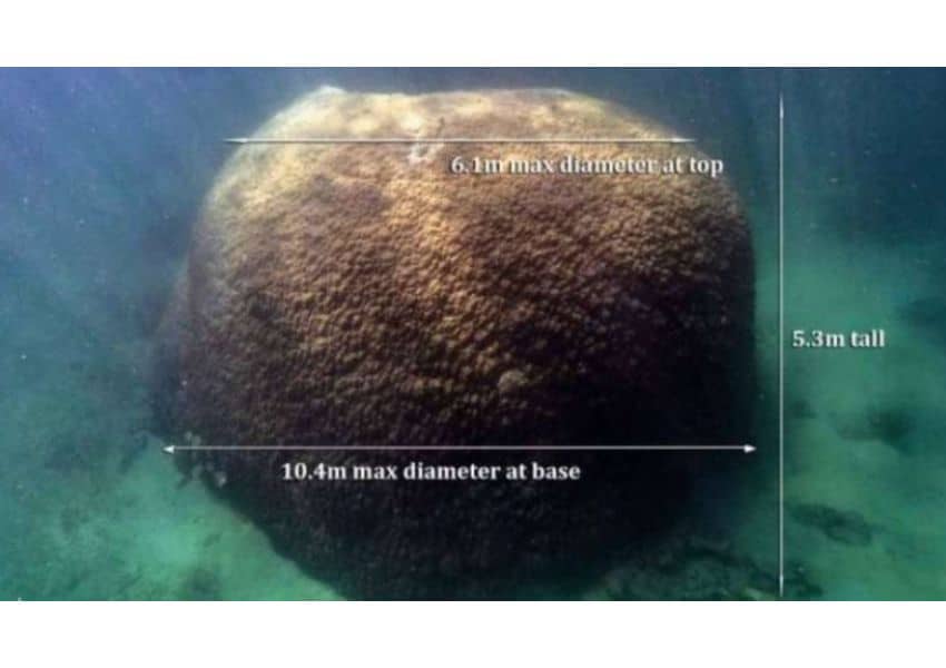a fost descoperit un coral imens, cu vârsta de peste 400 de ani