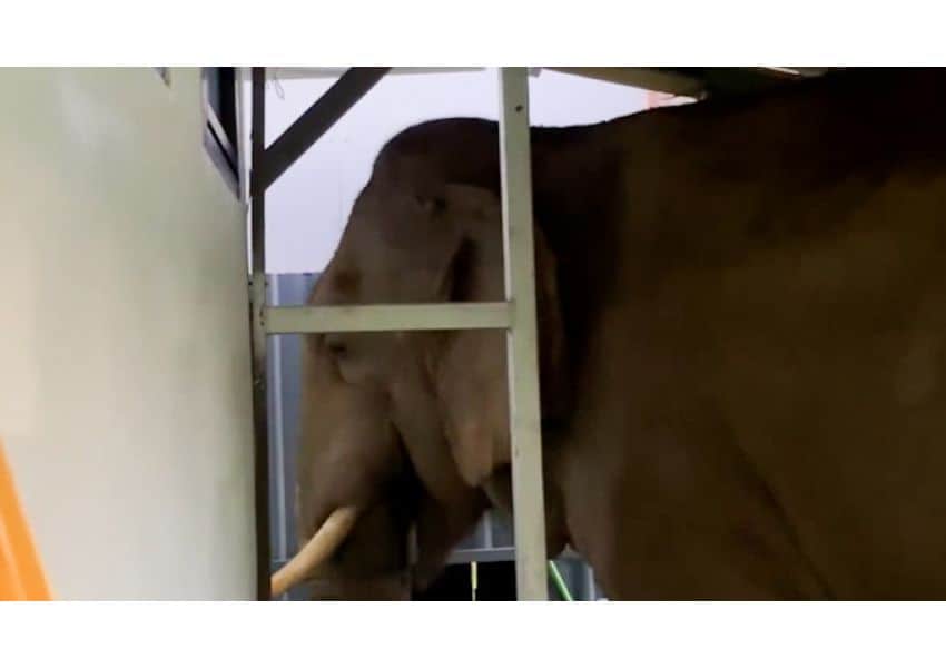 video: un taximetrist a fost amendat că a “hărțuit” un elefant - l-a claxonat și i-a dat flash-uri