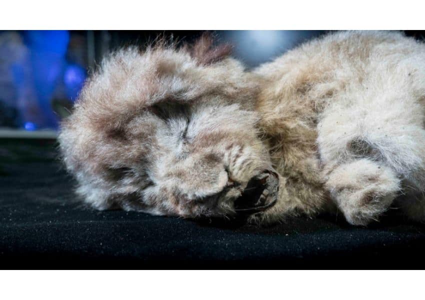 descoperire istorică. un pui de leu de peșteră a fost găsit intact după 28.000 de ani