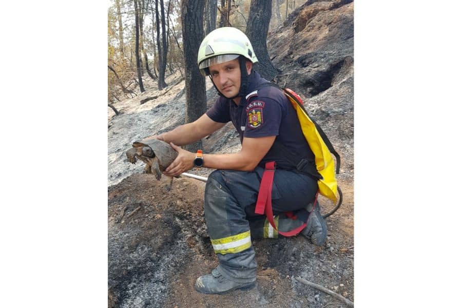 Gest mic, faptă mare - Pompierii români au salvat o broască țestoasă din mijlocul incendiilor din Grecia