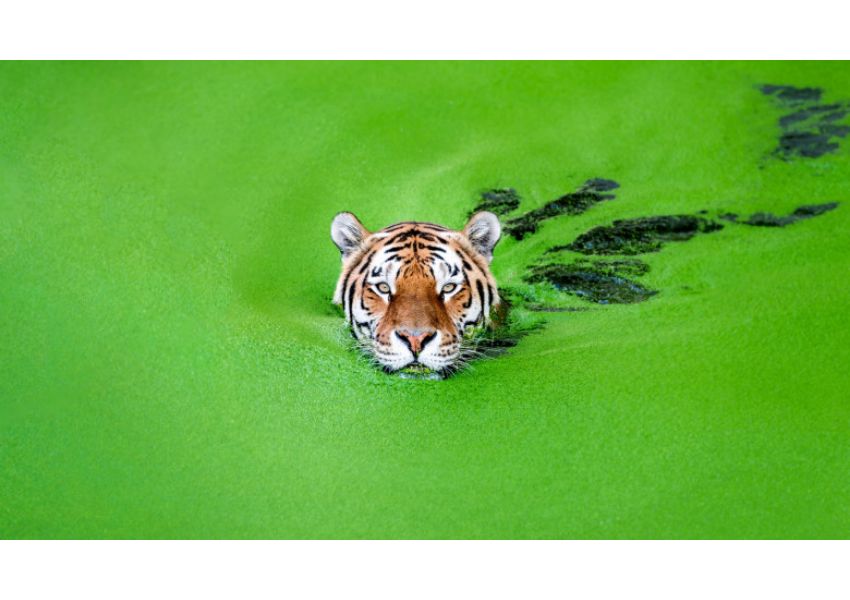 tigru siberian surpins făcând baie într-un lac verde. imagini de la momentul spectaculos