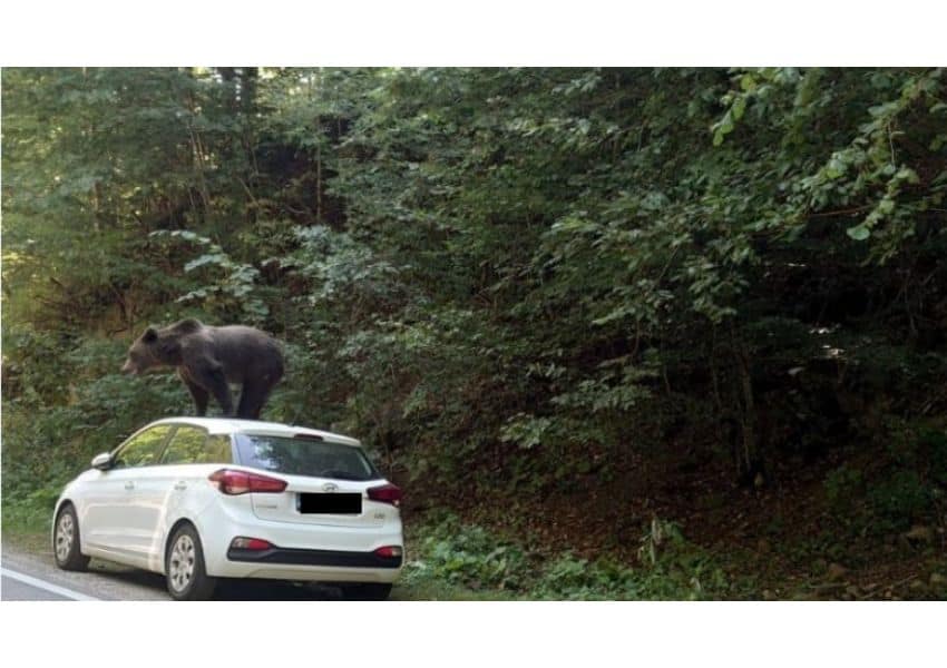 un urs a fost surprins de turiști în timp ce se cocoța pe o mașina