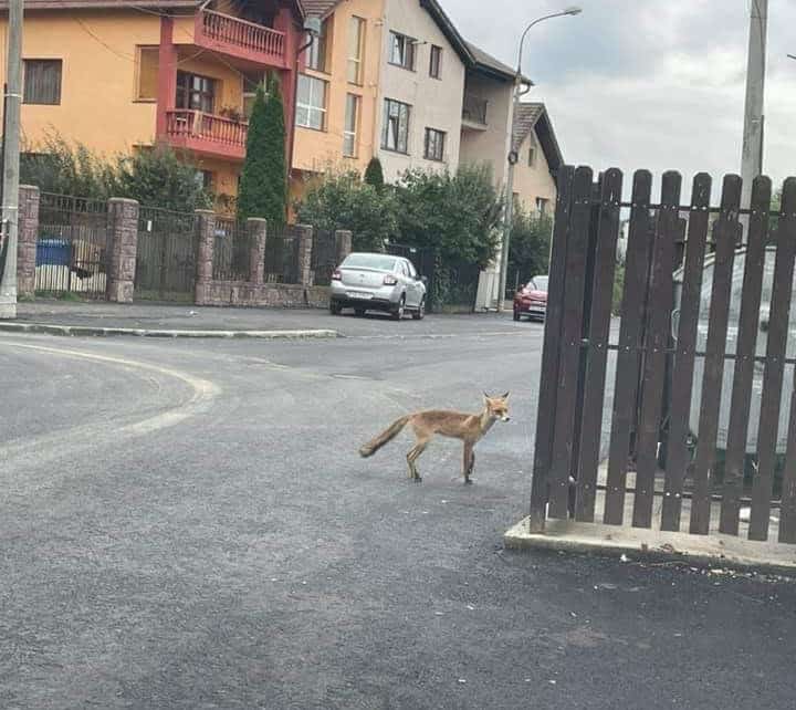 foto: o vulpe colindă tot orașul - la șelimbăr s-a urcat pe o casă