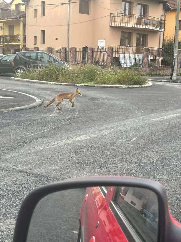 foto: o vulpe colindă tot orașul - la șelimbăr s-a urcat pe o casă