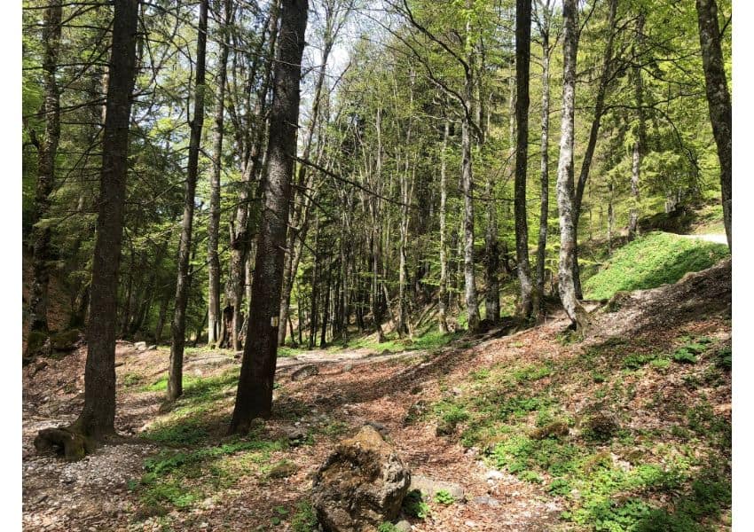 noi hectare de pădure din românia au fost declarate virgine și cvasi-virgine