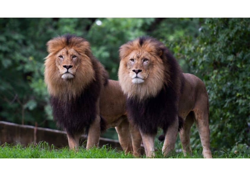 șase lei și trei tigri de la o grădină zoologică din sua au covid-19. animalele vor fi vaccinate