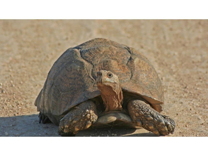 cinci zboruri amânate din cauza unei broaște țestoase