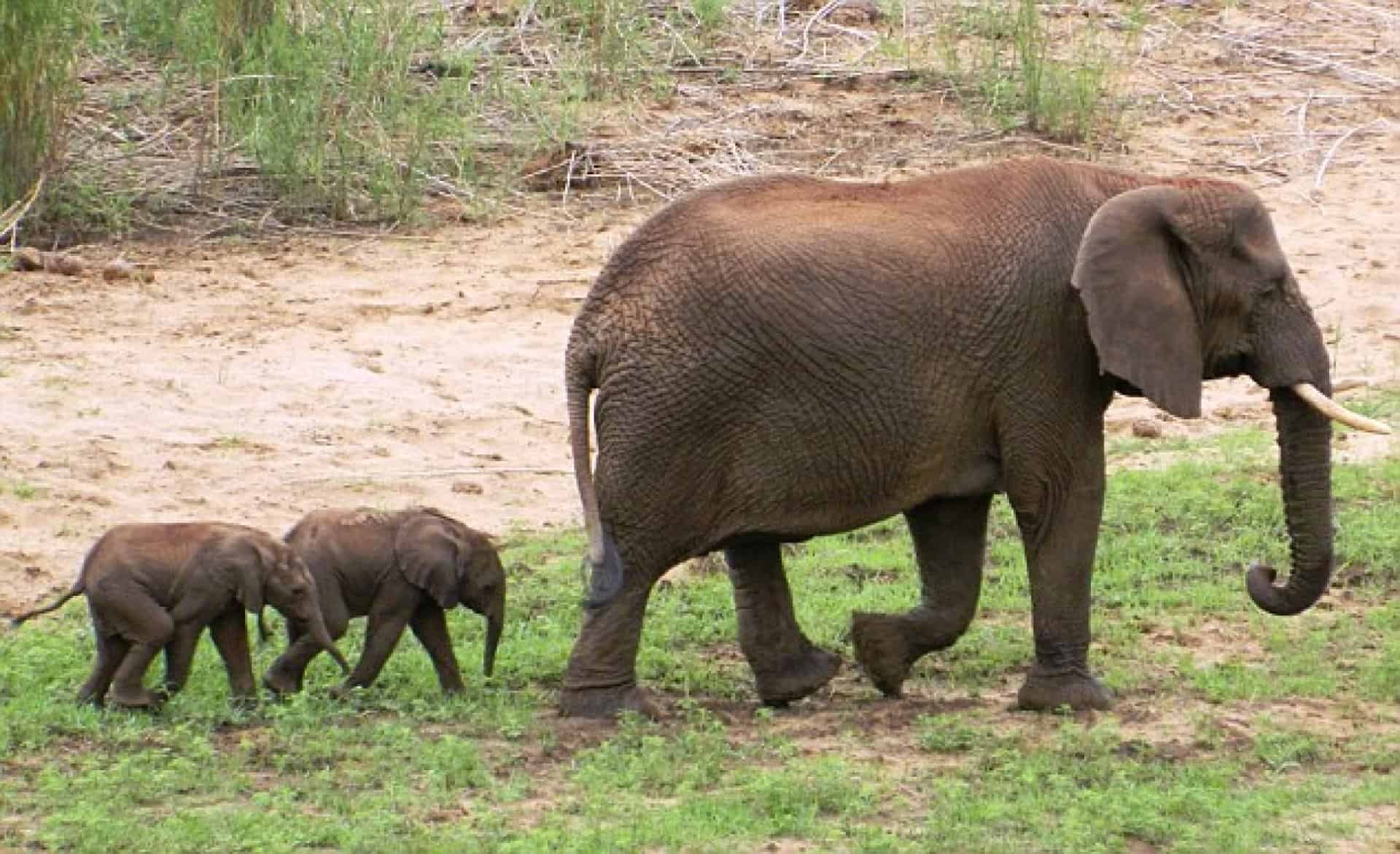 Bear elephants. Слоны в Африке. Понгола.