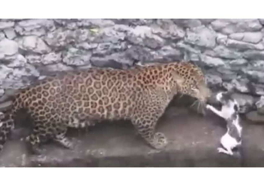 un leopard și o pisică au căzut într-un puț. cum au reacționat cele două feline când s-au văzut