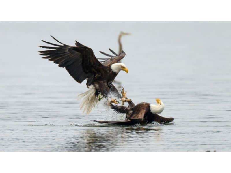 imagini spectaculoase - luptă pe viață și pe moarte între doi vulturi pleșuvi