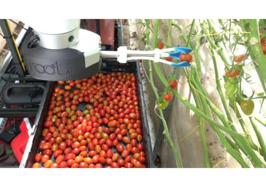 video s-a inventat robotul care culege roșiile în locul agricultorilor