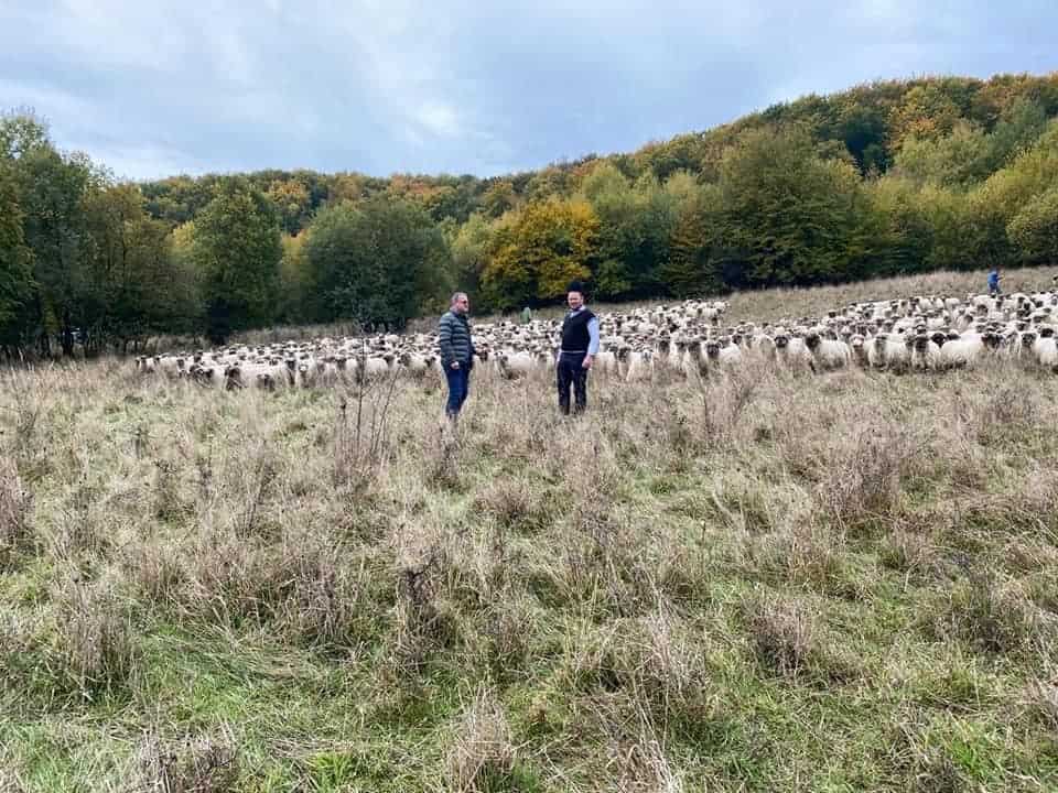 foto vizită neașteptată - ministrului agriculturii a mers la stâna cunoscutului ghiță ciobanul