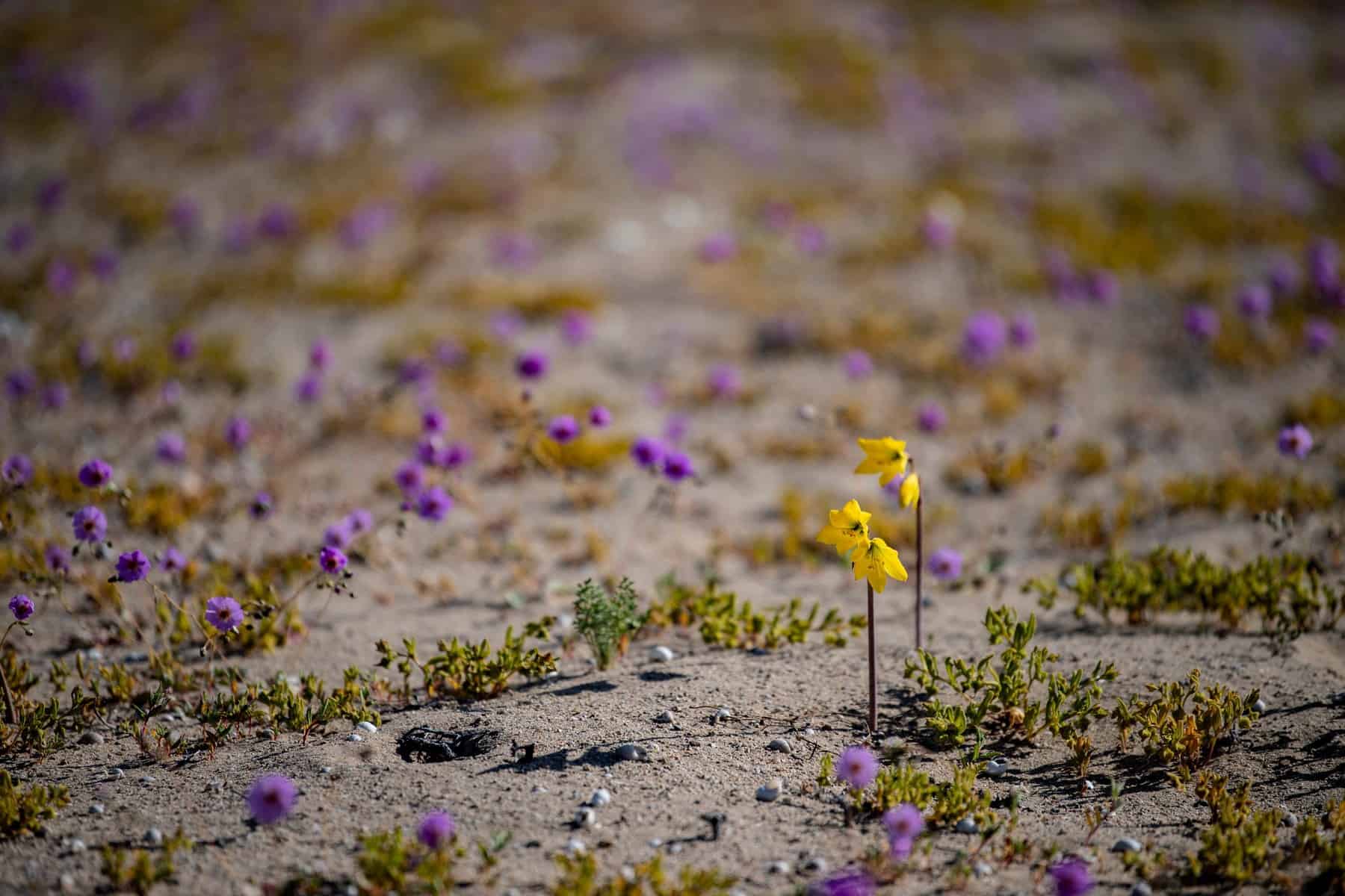 foto fenomen extrem de rar - deşertul atacama acoperit de flori în nuanţe mov şi galben