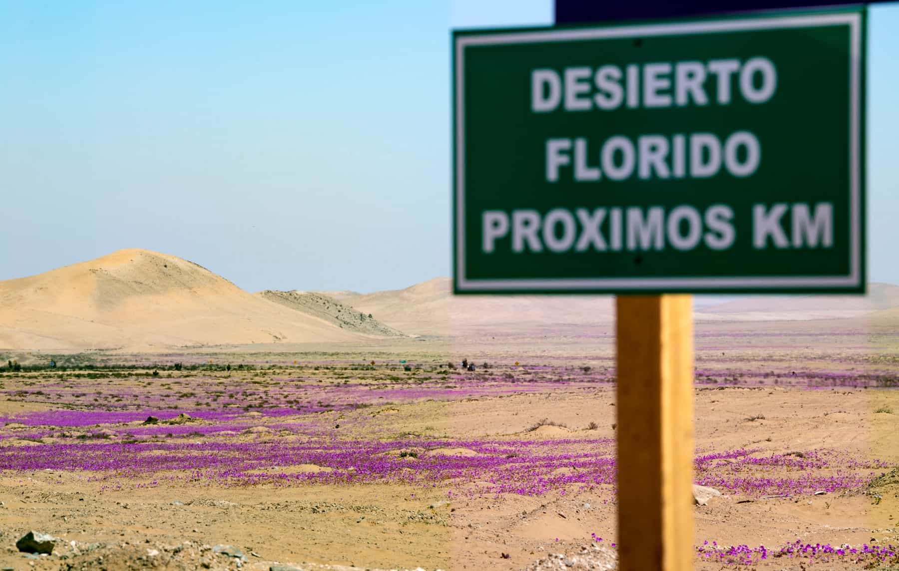 foto fenomen extrem de rar - deşertul atacama acoperit de flori în nuanţe mov şi galben