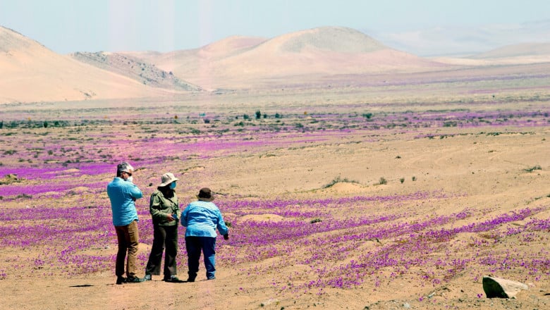 foto fenomen extrem de rar - deşertul atacama acoperit de flori în nuanţe mov şi galben