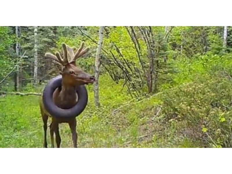 „specialiști în faună sălbatică”, au tăiat coarnele unui elan în loc să taie anvelopa blocată în jurul gâtulu