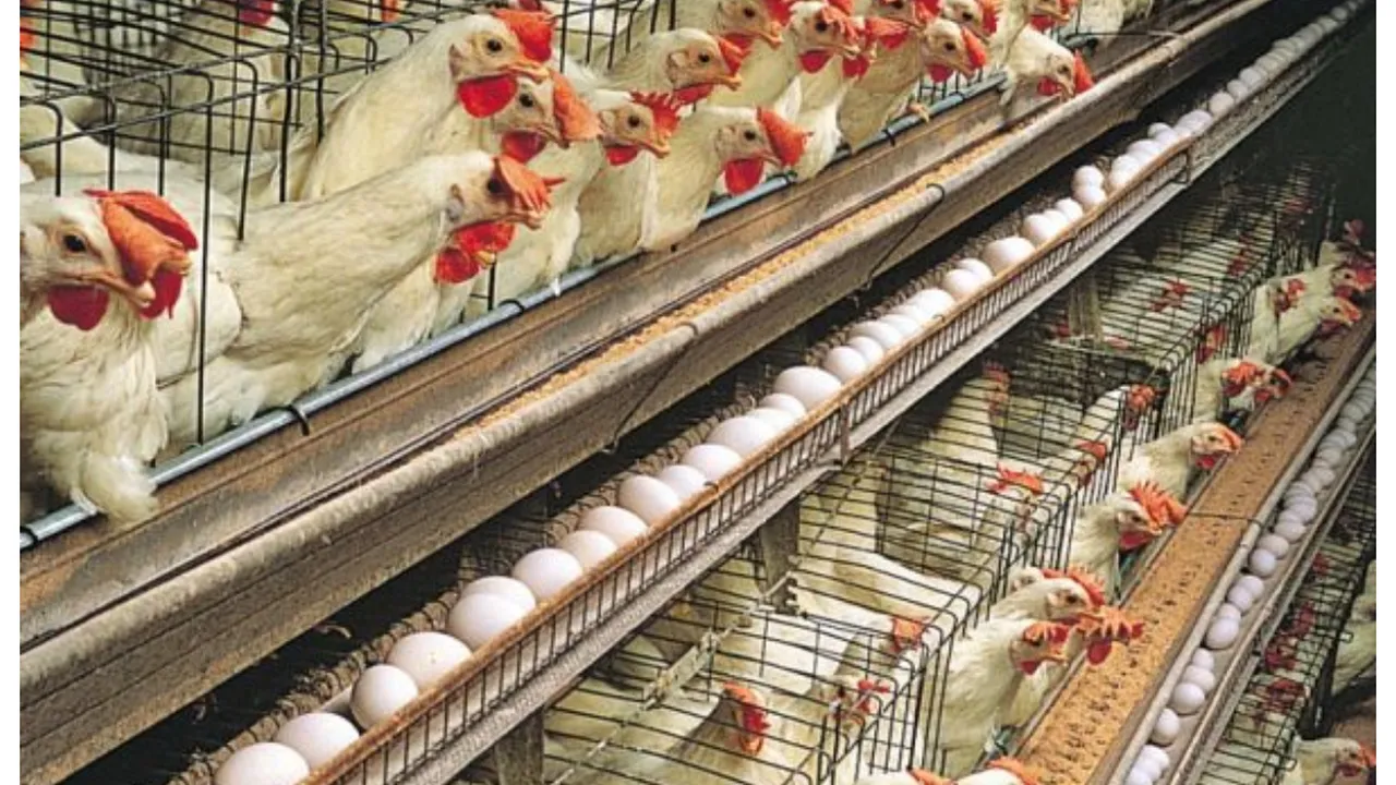 atenționare - carne de pasăre şi ouă din polonia infestate cu salmonella în magazinele din românia