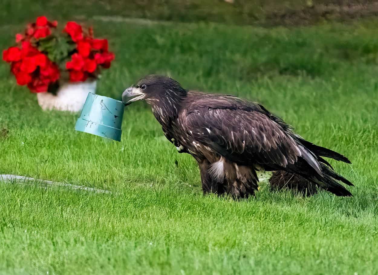 un vultur jucăus a fost surpirns blocat cu capul într-un ghiveci. imagini cu momentul amuzant