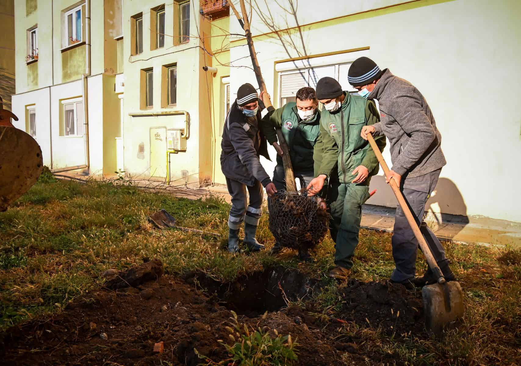 FOTO - Primăria Sibiu plantează peste 650 de arbori în cartierele sibiene