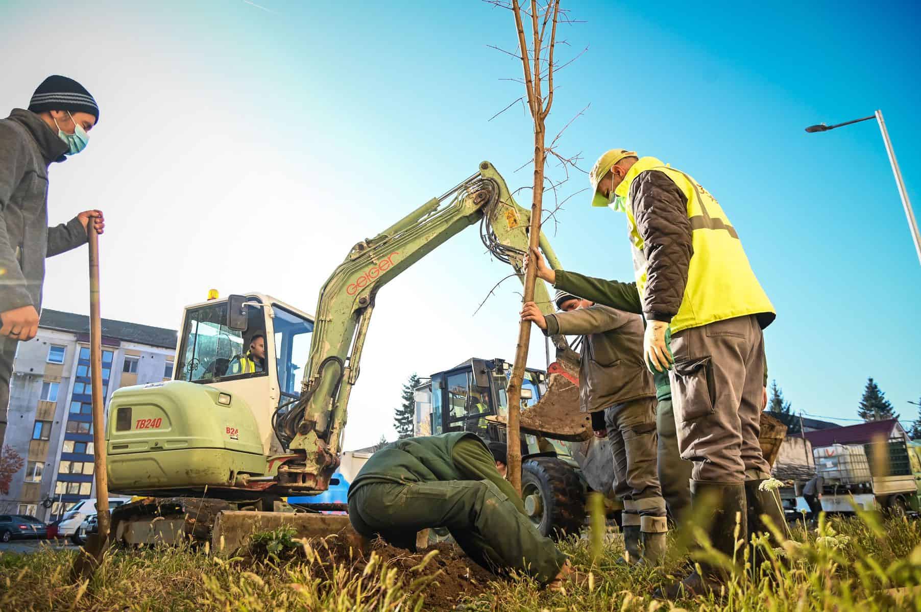 FOTO - Primăria Sibiu plantează peste 650 de arbori în cartierele sibiene