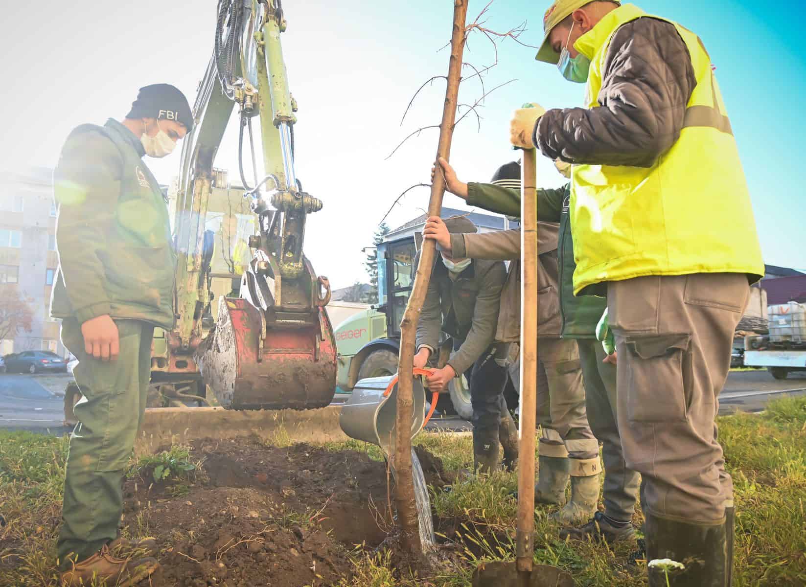 FOTO - Primăria Sibiu plantează peste 650 de arbori în cartierele sibiene