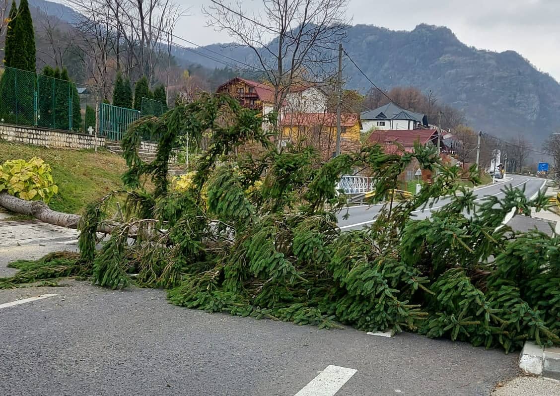update trafic blocat pe valea oltului la călimănești - un brad s-a prăbușit pe carosabil