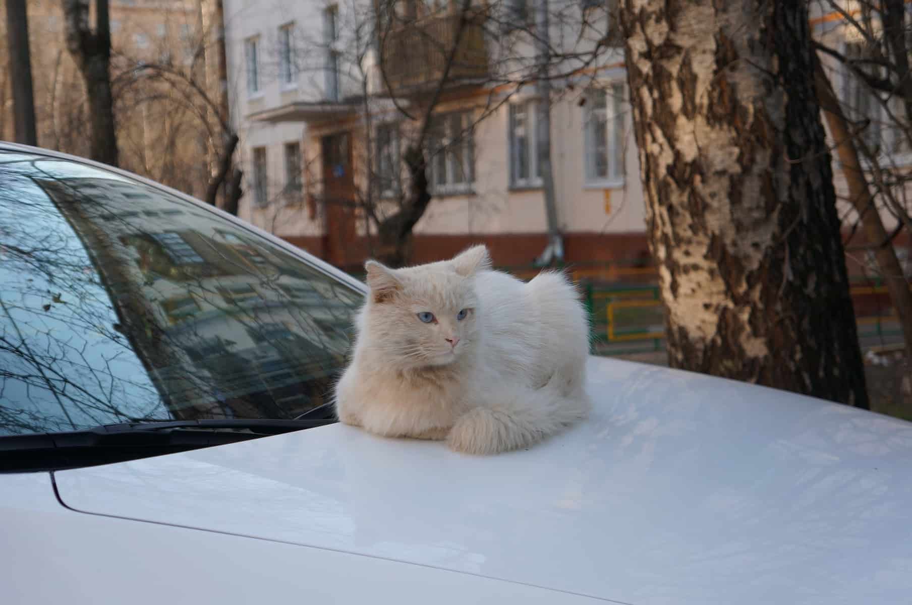 "animal life" recomandă șoferilor sibieni - ”verificați iarna sub capota maşinilor şi pe roţi dacă sunt pisici adăpostite”
