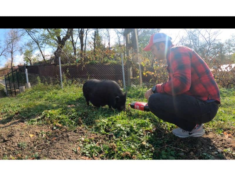 video: un porc vietnamez din românia a devenit dependent de coca cola