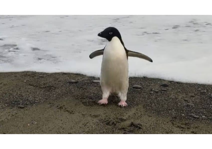 video pinguin găsit în noua zeelandă. cum a călătorit 3.000 de kilometri din greșeală