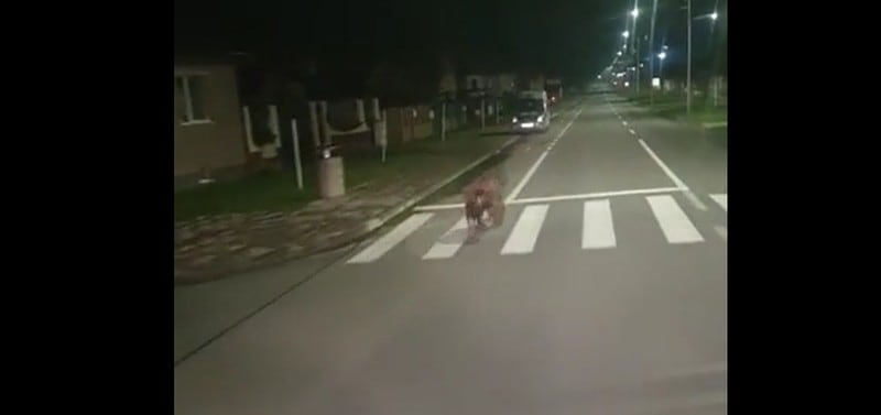 video urșii au ajuns și în avrig - un pui filmat cum alerga pe străzile orașului