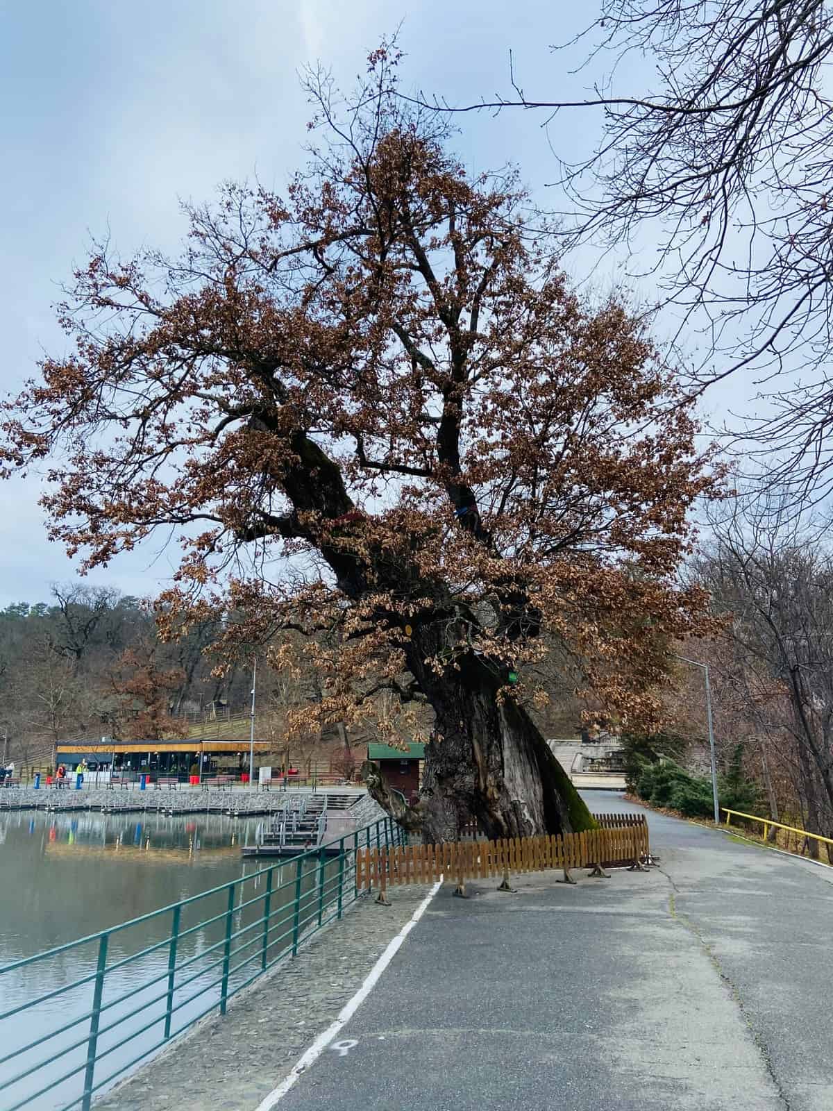 stejarul de peste 600 de ani de la zoo, curățat și îngrijit de primărie - “este pregătit pentru sezonul rece”