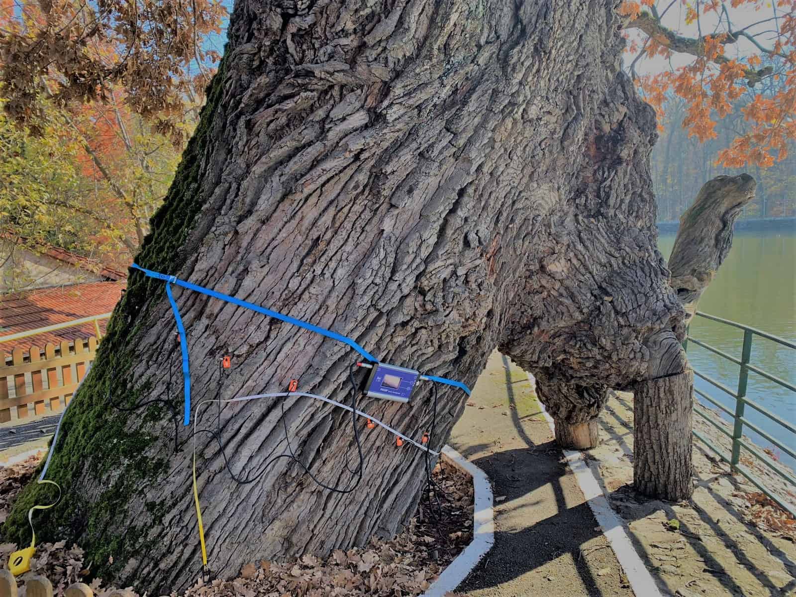 stejarul de peste 600 de ani de la zoo, curățat și îngrijit de primărie - “este pregătit pentru sezonul rece”