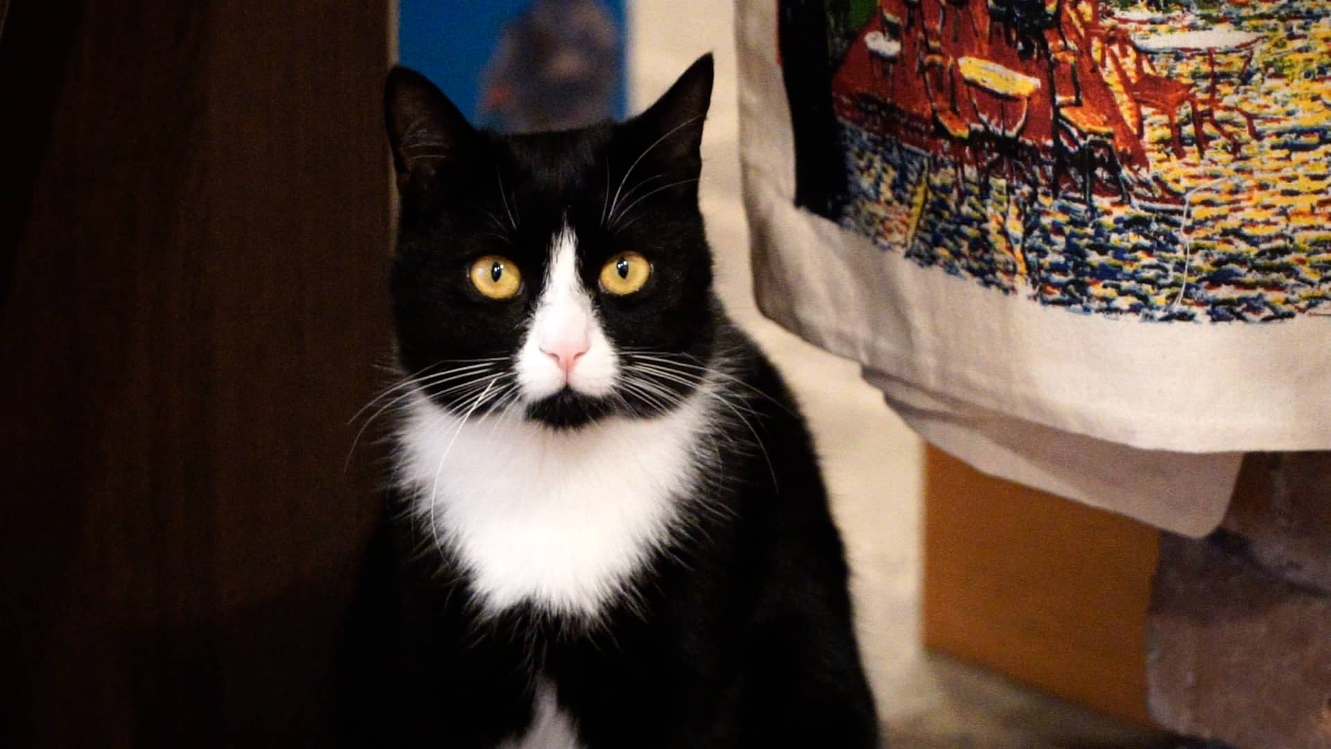 video: povestea denisei, pisica din vitrina librăriei humanitas - „este atracția sibiului”