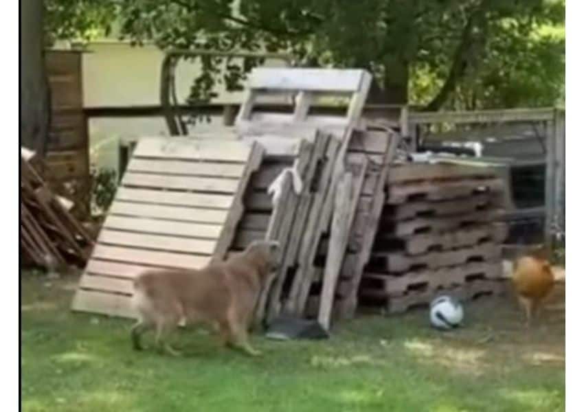 video un câine și o găină au fost surprinși jucându-se de-a prinselea