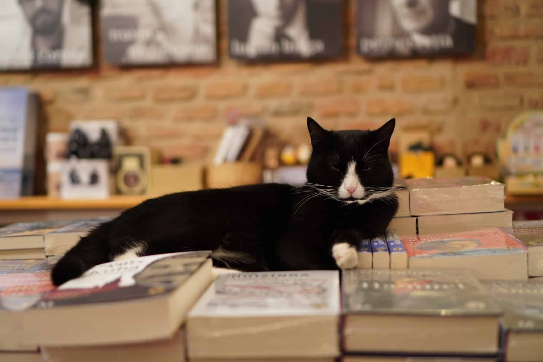 video: povestea denisei, pisica din vitrina librăriei humanitas - „este atracția sibiului”