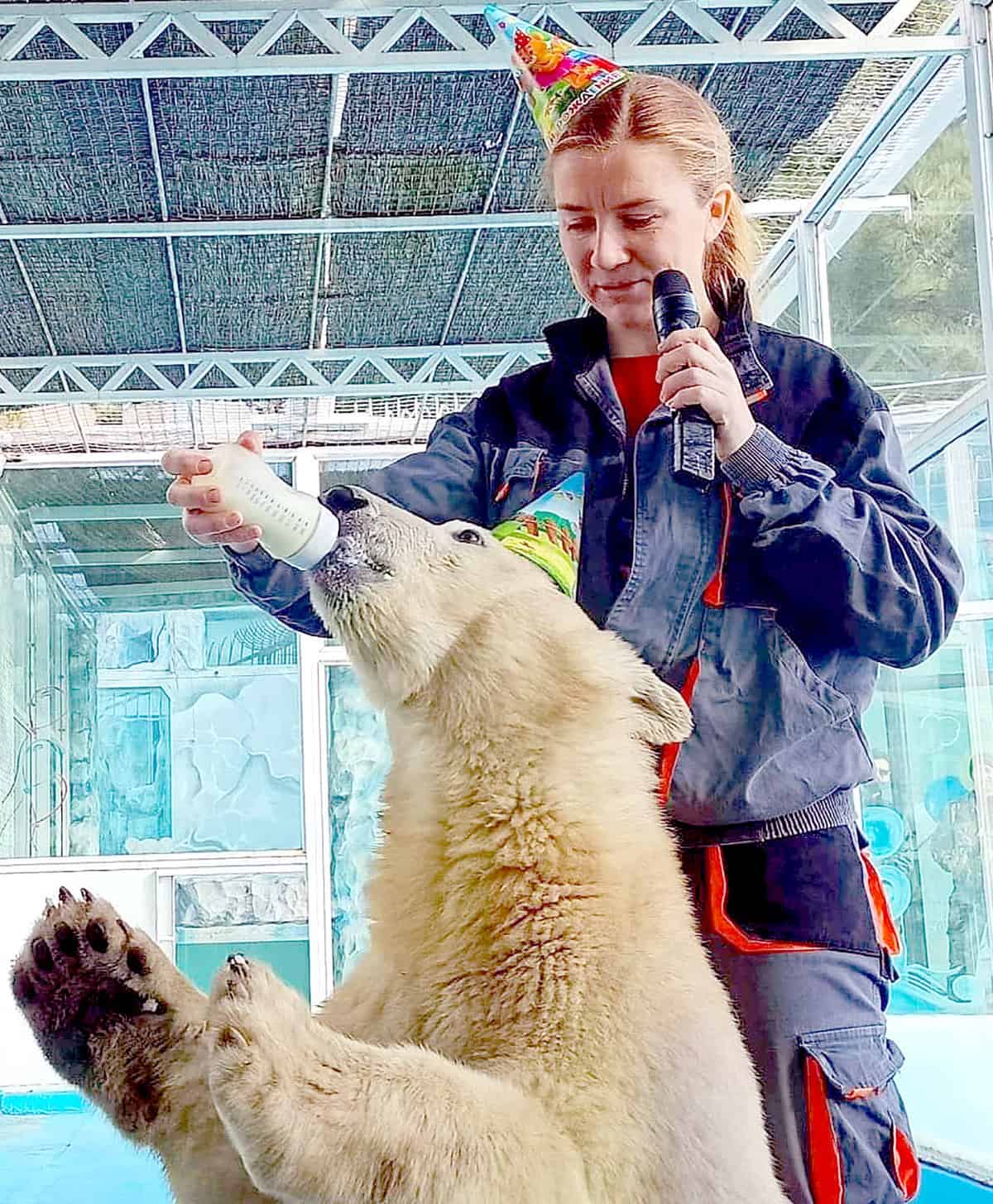 foto nașterea a doi pui de urși polari a fost sărbătorită cu tort și coifuri colorate