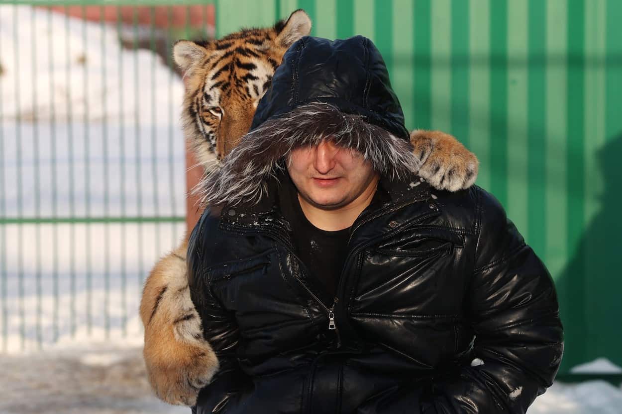 foto - adăpost pentru tigri siberieni orfani, deschis de doi soţi din rusia