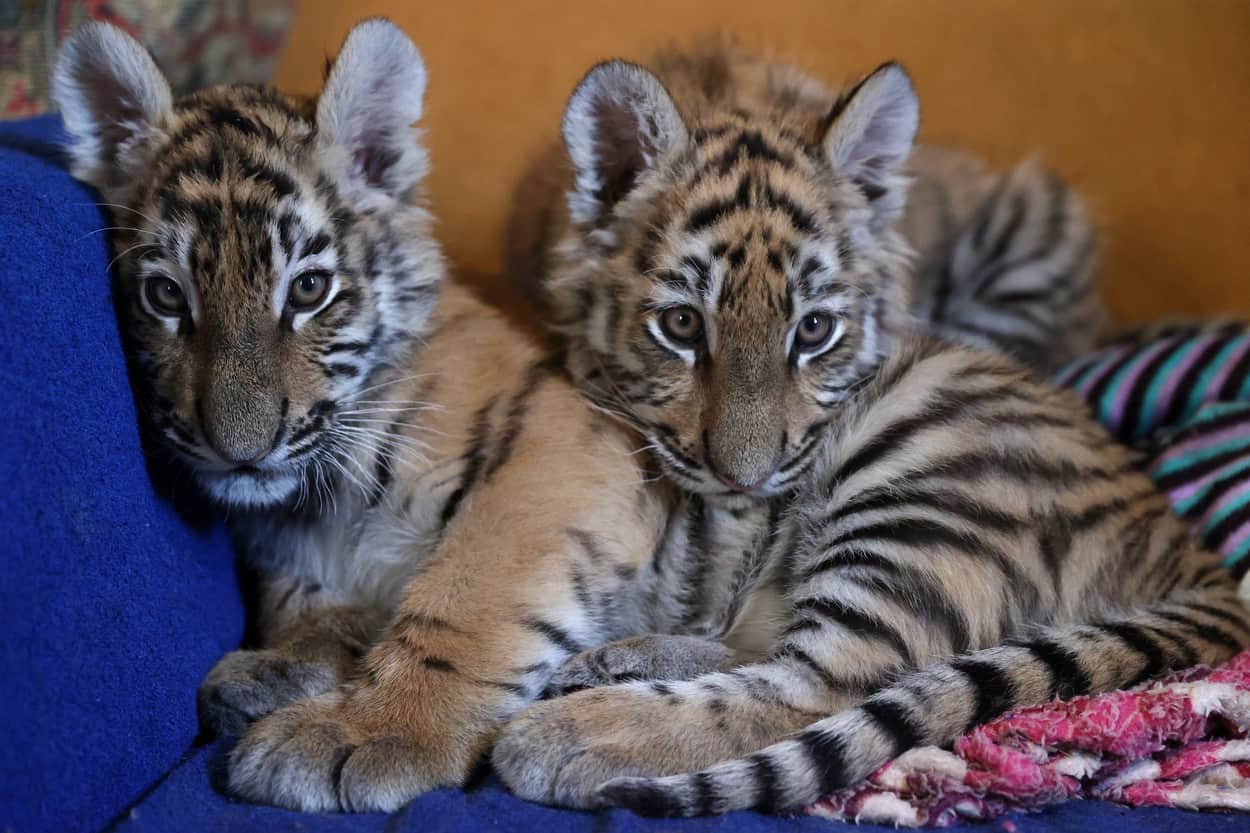 foto - adăpost pentru tigri siberieni orfani, deschis de doi soţi din rusia