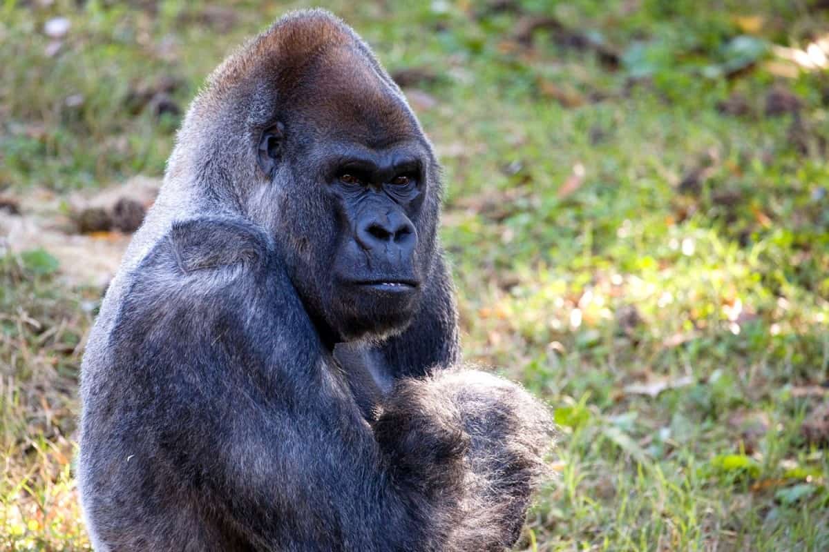 a murit ozzie, cea mai bătrână gorilă din lume - avea 61 de ani