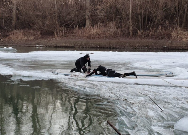 video o lebădă a fost salvată din apa înghețată a râului prut. misiune riscantă pentru pompieri